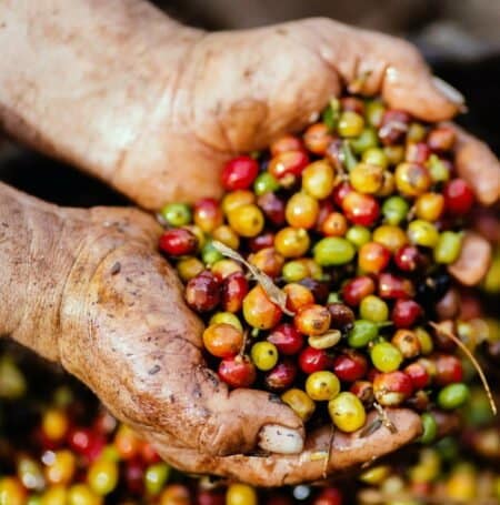De beste koffie selecteren