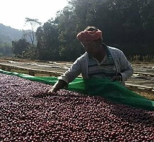 Myanmar Hopong Natural - Ho Hwayt village